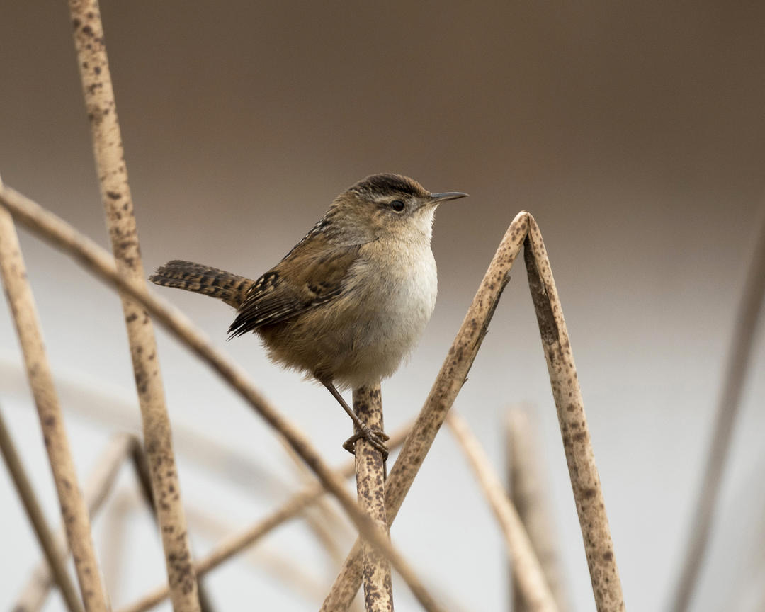 Why Birds? Audubon Pennsylvania